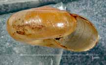 Glyphylalinia luticola shell side